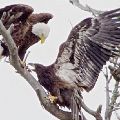 Hungry Eaglet (11X14 Matt  6X9 Print)  JAH-211